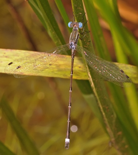 Male
21 July 2014  Oconee, SC